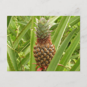 Wild Pineapple Tropical Fruit in Nature Postcard