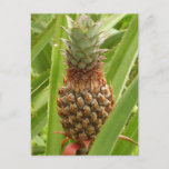 Wild Pineapple Tropical Fruit in Nature Postcard