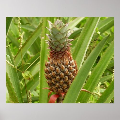 Wild Pineapple Tropical Fruit in Nature Poster