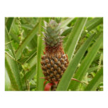 Wild Pineapple Tropical Fruit in Nature Poster