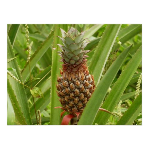 Wild Pineapple Tropical Fruit in Nature Poster