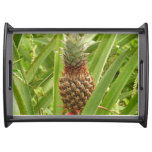 Wild Pineapple Tropical Fruit in Nature Serving Tray