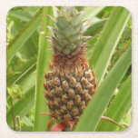 Wild Pineapple Tropical Fruit in Nature Square Paper Coaster