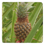 Wild Pineapple Tropical Fruit in Nature Trivet