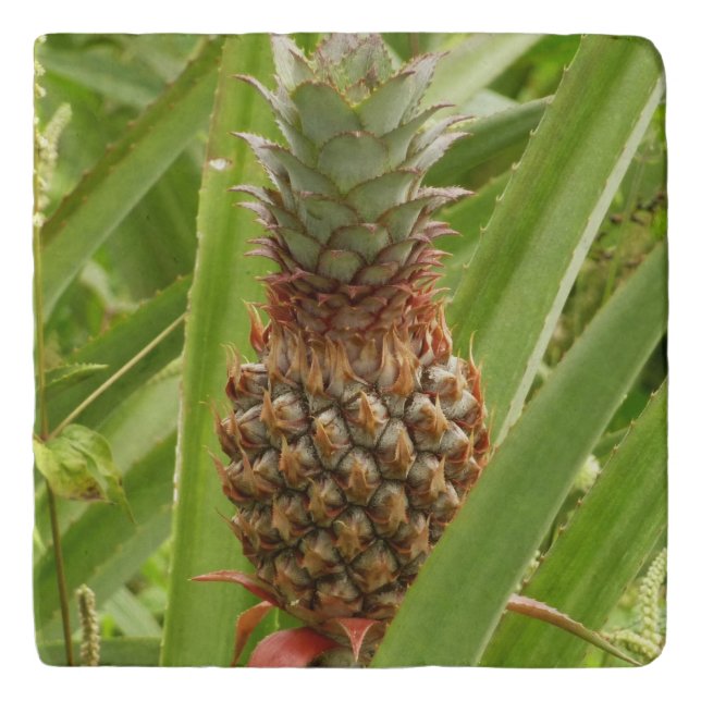 Wild Pineapple Tropical Fruit in Nature Trivet (Front)
