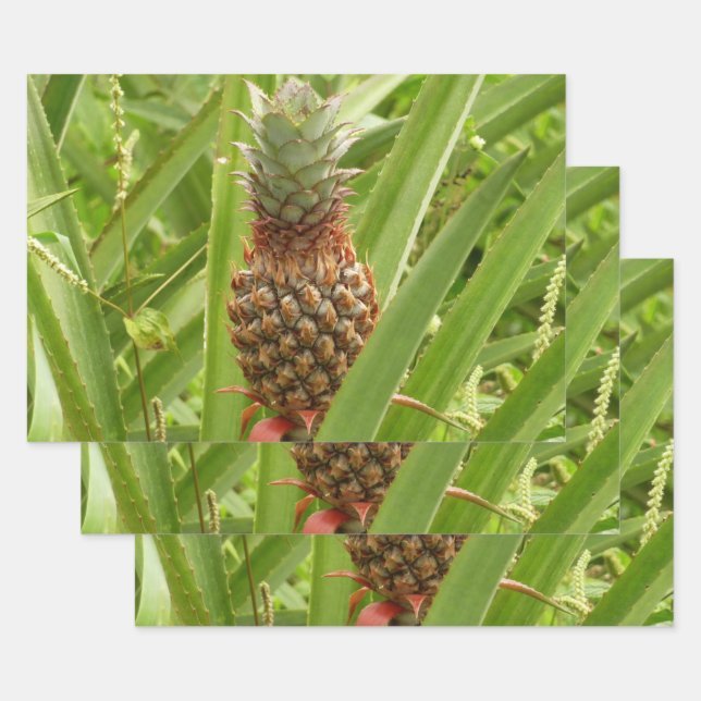 Wild Pineapple Tropical Fruit in Nature Wrapping Paper Sheets (Set)