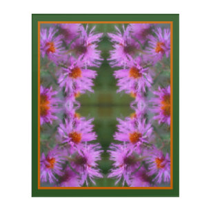 Wild Pink Asters Flower Art Acrylic Print