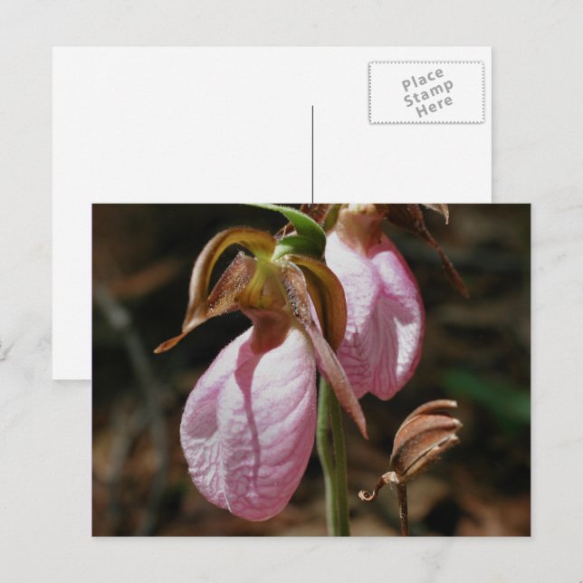 Wild Pink Lady Slipper Flowers Postcard (Front/Back)