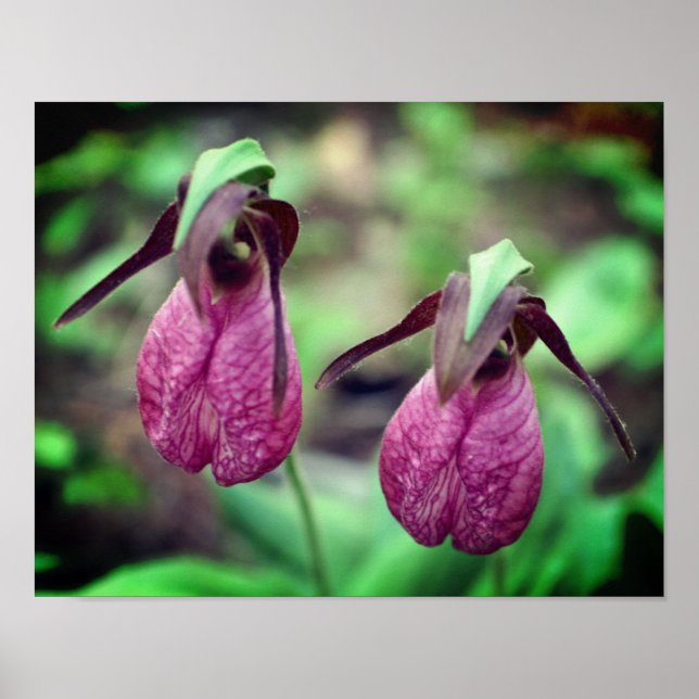 Wild Pink Lady Slipper Orchid Flower Pair 2  Poster (Front)