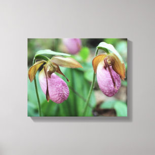 Wild Pink Lady Slipper Orchid Pair  Canvas Print