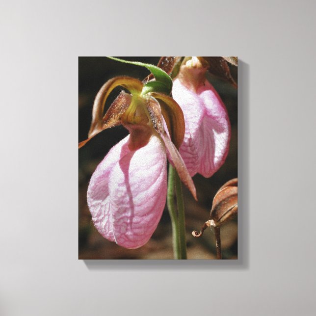 Wild Pink Lady Slipper Orchid Pair Close Up Canvas Print (Front)