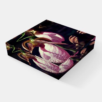 Wild Pink Lady Slipper Orchid Pair Close Up  Paperweight by SmilinEyesTreasures at Zazzle