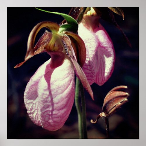 Wild Pink Lady Slipper Orchid Pair Close Up Poster