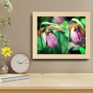 Wild Pink Lady Slipper Orchid Pair Framed Art