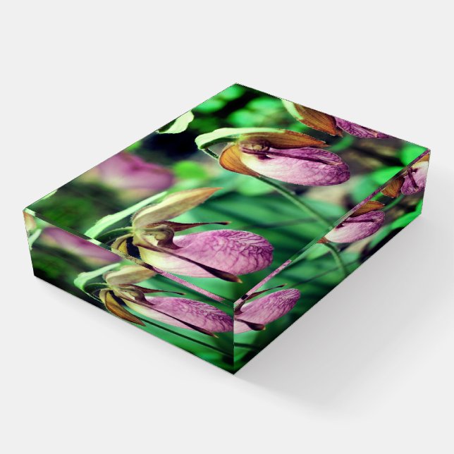 Wild Pink Lady Slipper Orchid Pair  Paperweight (Angled)