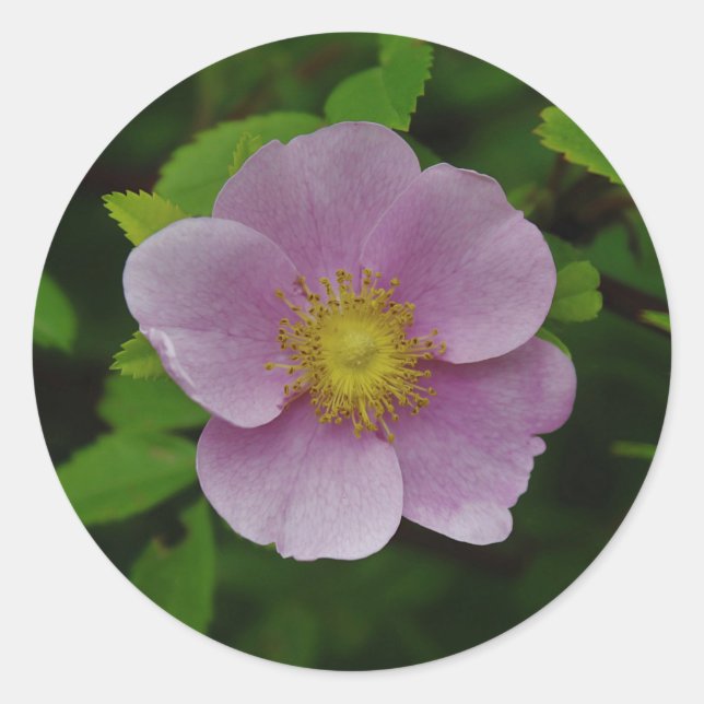 Wild Pink Rose Classic Round Sticker (Front)