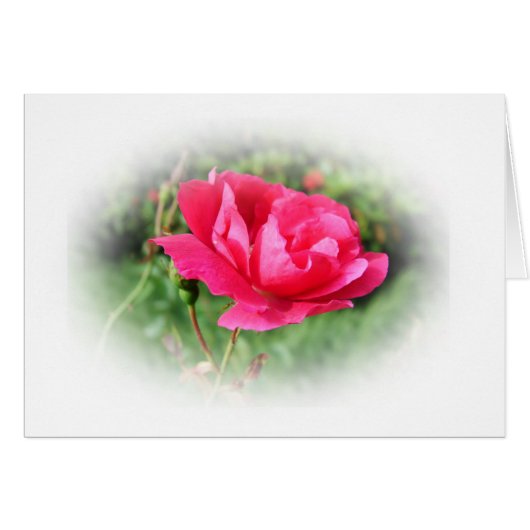 wild pink rose flowers (Front Horizontal)