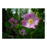 Wild Pink Roses in Alaska Cards
