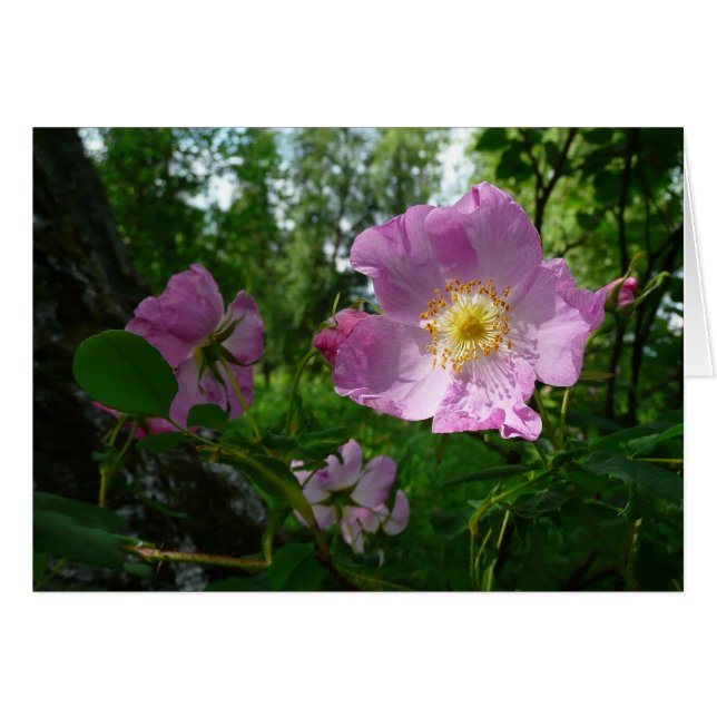 Wild Pink Roses in Alaska Cards (Front Horizontal)