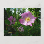 Wild Pink Roses in Alaska Postcard