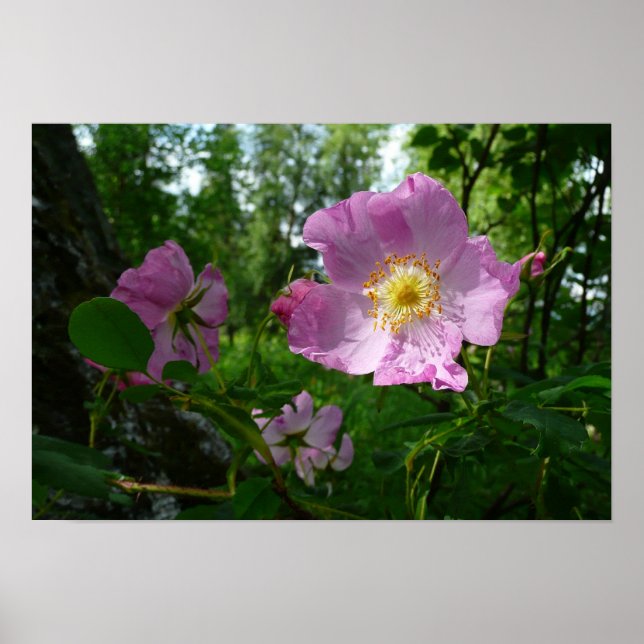 Wild Pink Roses in Alaska Poster (Front)