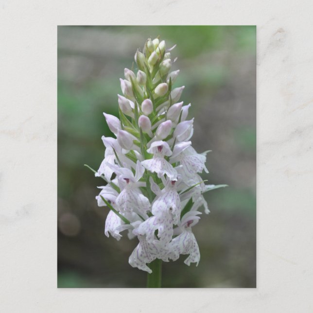 Wild pink spotted orchid postcard (Front)