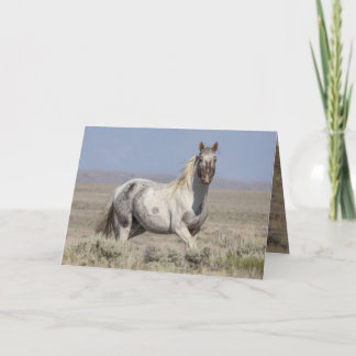 Wild Pintaloosa Stallion Greeting Card