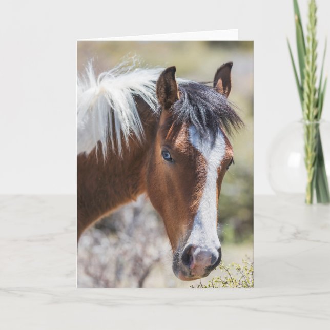 Wild Pinto Filly Card (Front)