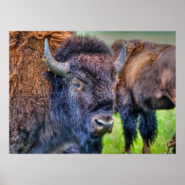 Wild Plains Buffalo Wildlife Art Poster (Front)