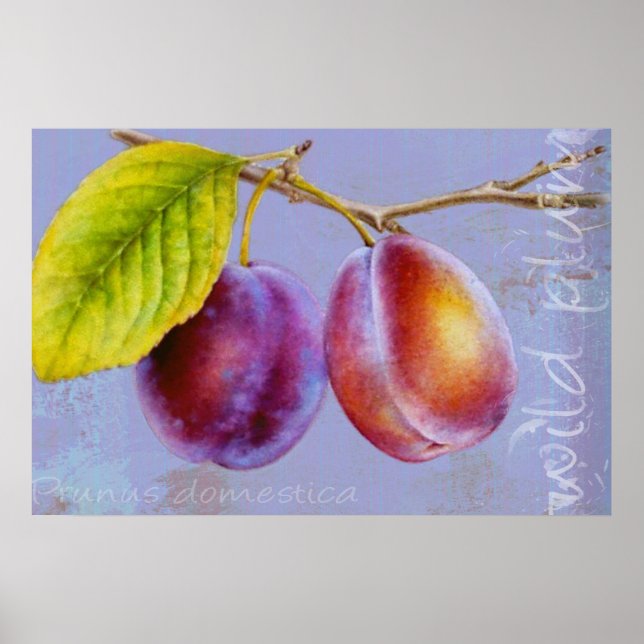 Wild plum - Prunus domestica flat poster print (Front)