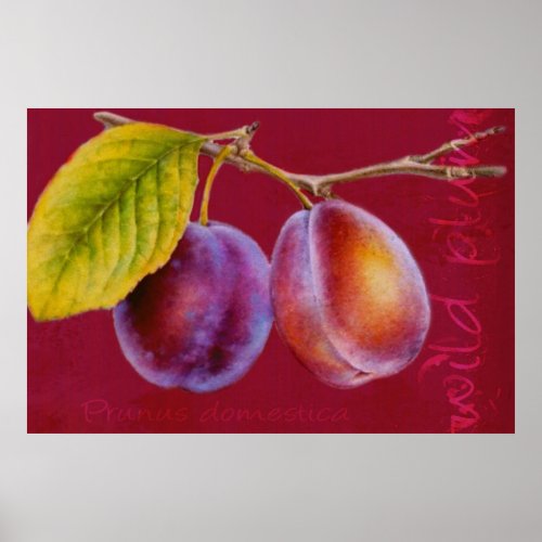 Wild plum _ Prunus domestica poster rich red
