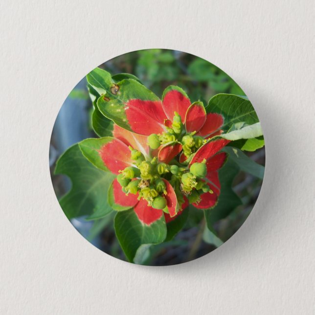 wild Poinsettia Button (Front)