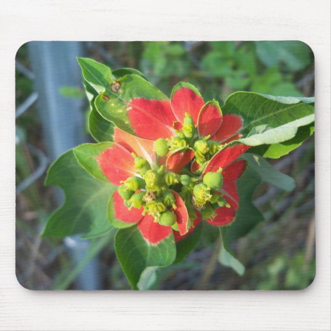 wild Poinsettia Mouse Pad (Front)