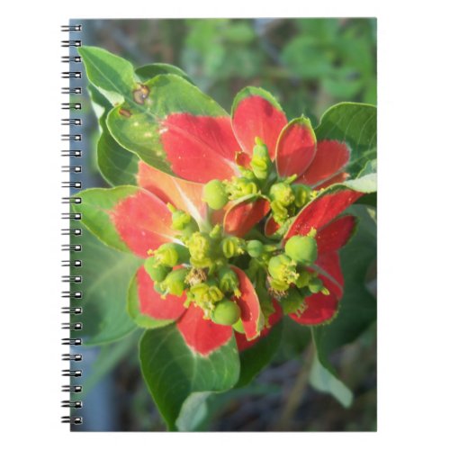 wild Poinsettia Notebook