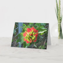 Wild Poinsettia on unique card