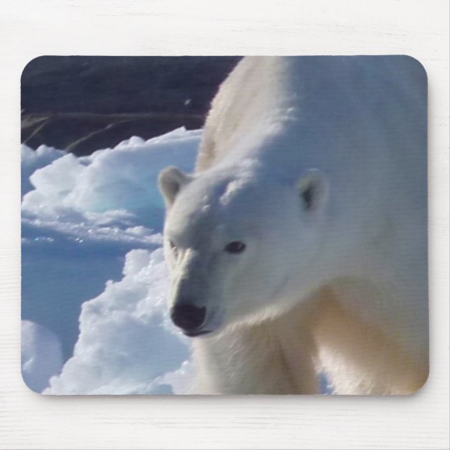 Wild Polar bear in Svalbard, (Spitsbergen) Mouse Pad (Front)