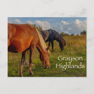 Wild Ponies at Grayson Highlands State Park Postcard