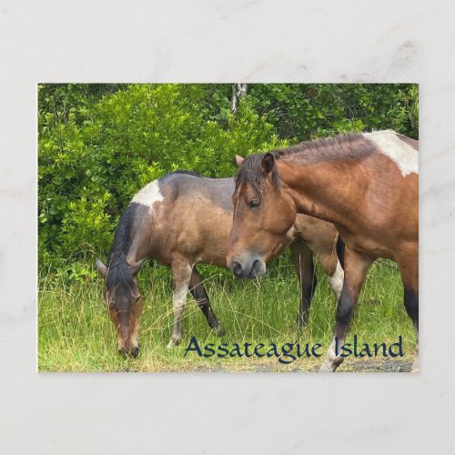 Wild ponies on Assateauge Island Postcard