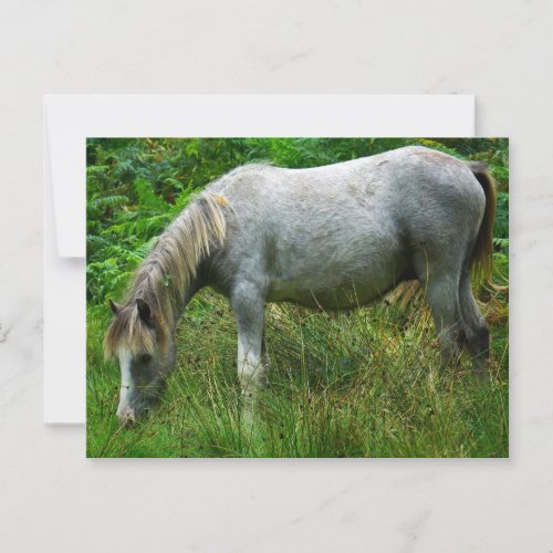 Wild Pony Postcard