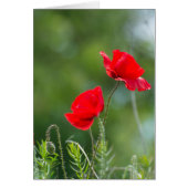 Wild poppies (Front)