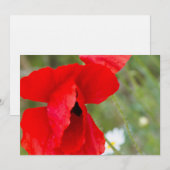 Wild poppy (Front/Back)