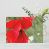 Wild poppy (Standing Front)