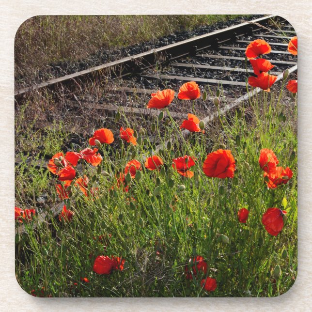 Wild poppy     beverage coaster (Front)