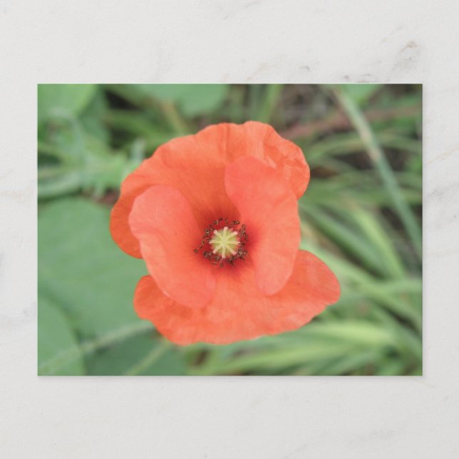 Wild Poppy Flower Postcard (Front)