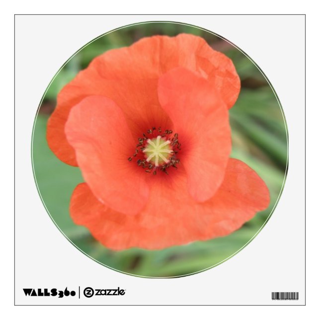 Wild Poppy Flower Wall Decal (Front)
