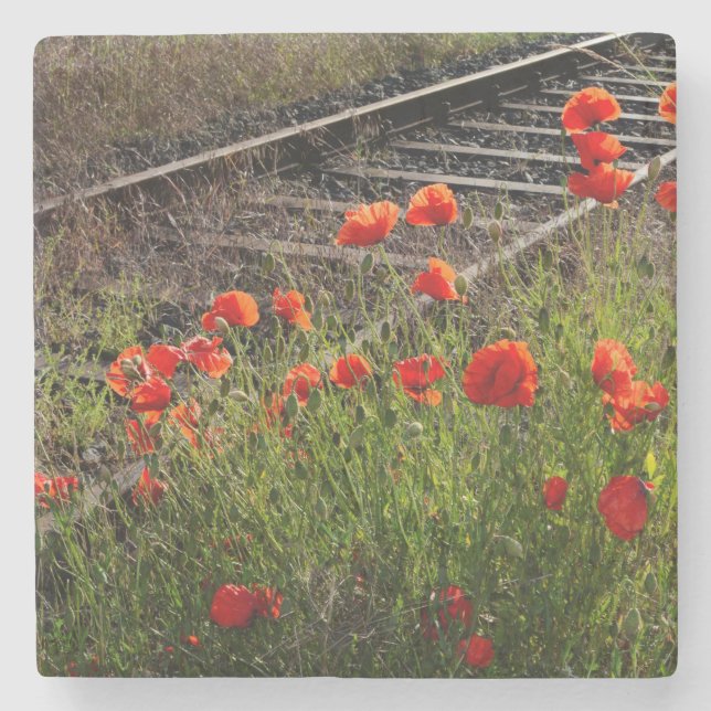 Wild poppy      stone coaster (Front)