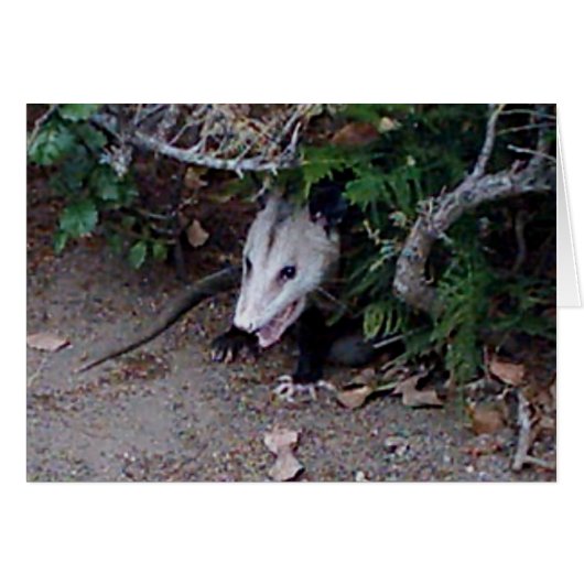 Wild Possum Cards (Front Horizontal)