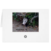 Wild Possum Cards (Back Horizontal)