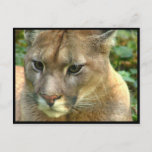 Wild Puma Postcard