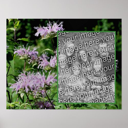 Wild Purple Bee Balm Frame Add Your Photo Poster